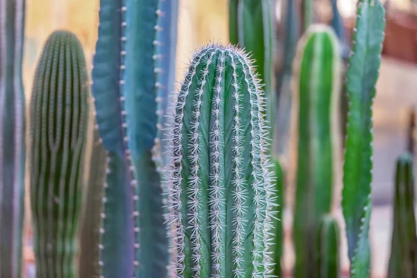 Kaktusz Ritka Egzotikus Zamatos Család Évelő Virágzó Növények — Stock Fotó