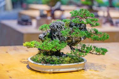 Japon Bonsai geleneklerine göre tepside yetişen minyatür bitki.