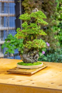Japon Bonsai geleneklerine göre tepside yetişen minyatür bitki.