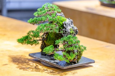 Japon Bonsai geleneklerine göre tepside yetişen minyatür bitki.