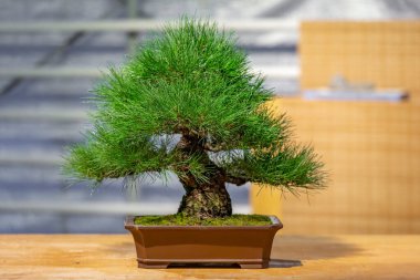 Japon Bonsai geleneklerine göre tepside yetişen minyatür bitki.