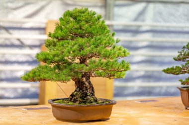 Japon Bonsai geleneklerine göre tepside yetişen minyatür bitki.