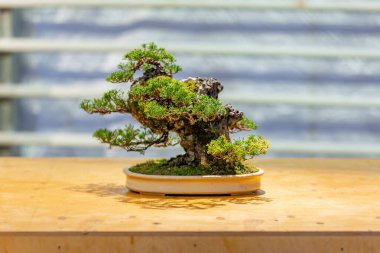 Japon Bonsai geleneklerine göre tepside yetişen minyatür bitki.