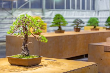 Japon Bonsai geleneklerine göre tepside yetişen minyatür bitki.