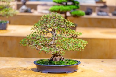 Japon Bonsai geleneklerine göre tepside yetişen minyatür bitki.