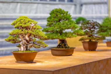 Japon Bonsai geleneklerine göre tepside yetişen minyatür bitki.
