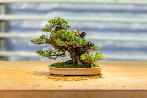 Planta Miniatura Cultivada Uma Bandeja Acordo Com Tradições Japonesas Bonsai — Fotografia de Stock