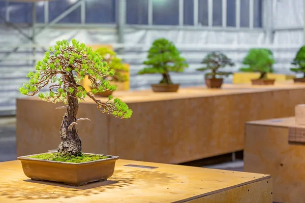 Planta Miniatura Cultivada Una Bandeja Según Las Tradiciones Bonsái Japonesas — Foto de Stock