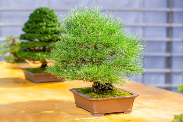 Planta Miniatura Cultivada Una Bandeja Según Las Tradiciones Bonsái Japonesas — Foto de Stock