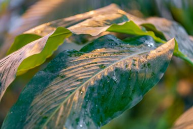 Seradaki egzotik bir bitkinin kalın, sulu yaprağına yakın.