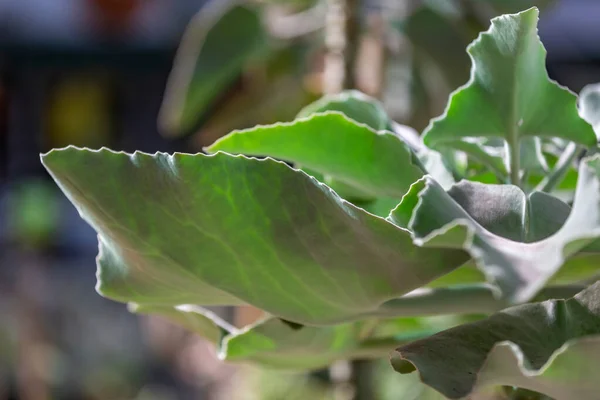 Рядом Густым Сочным Листом Экзотического Растения Теплице — стоковое фото