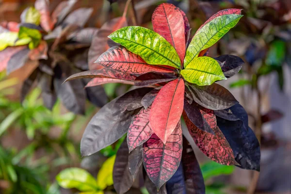 Cerca Una Hoja Jugosa Gruesa Una Planta Exótica Invernadero —  Fotos de Stock