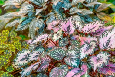 Seradaki egzotik bir bitkinin kalın, sulu yaprağına yakın.