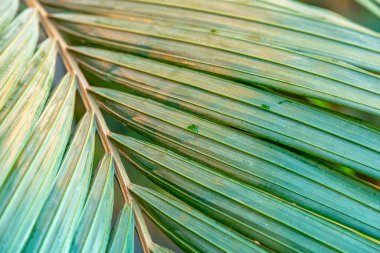 Seradaki egzotik bir bitkinin kalın, sulu yaprağına yakın.