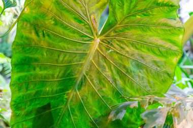 Seradaki egzotik bir bitkinin kalın, sulu yaprağına yakın.