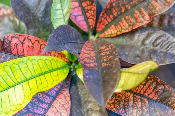 Cerca Una Hoja Jugosa Gruesa Una Planta Exótica Invernadero —  Fotos de Stock