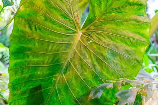 Perto Uma Folha Suculenta Grossa Uma Planta Exótica Uma Estufa — Fotografia de Stock