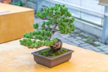 Japon Bonsai geleneklerine göre tepside yetişen minyatür bitki.