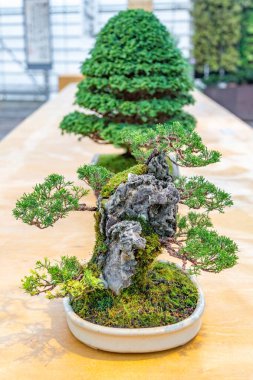 Japon Bonsai geleneklerine göre tepside yetişen minyatür bitki.