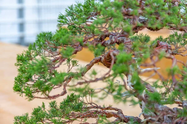 Miniature Plant Grown Tray According Japanese Bonsai Traditions — Stock Photo, Image