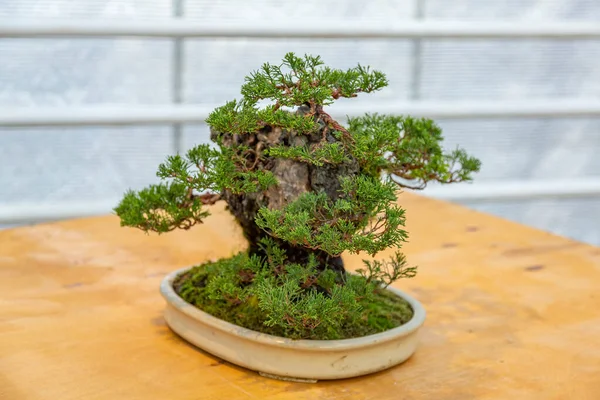 Planta Miniatura Cultivada Uma Bandeja Acordo Com Tradições Japonesas Bonsai — Fotografia de Stock