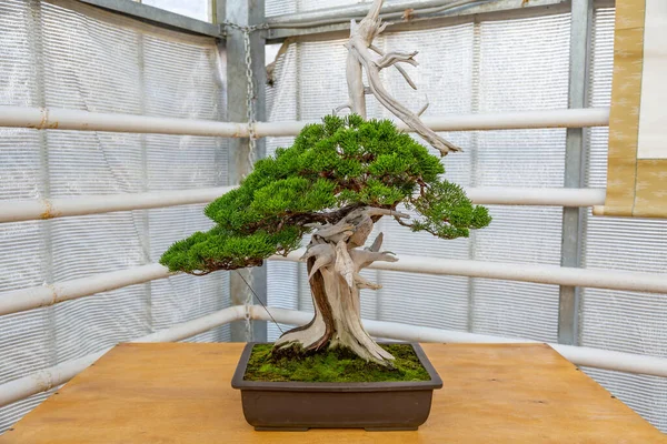 Planta Miniatura Cultivada Uma Bandeja Acordo Com Tradições Japonesas Bonsai — Fotografia de Stock