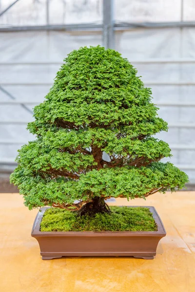 Planta Miniatura Cultivada Uma Bandeja Acordo Com Tradições Japonesas Bonsai — Fotografia de Stock