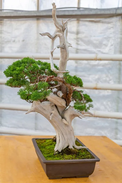 Planta Miniatura Cultivada Uma Bandeja Acordo Com Tradições Japonesas Bonsai — Fotografia de Stock