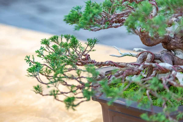 Planta Miniatura Cultivada Una Bandeja Según Las Tradiciones Bonsái Japonesas — Foto de Stock