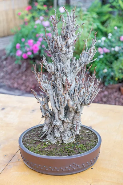 Planta Miniatura Cultivada Uma Bandeja Acordo Com Tradições Japonesas Bonsai — Fotografia de Stock