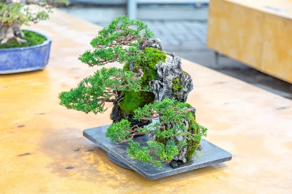 Planta Miniatura Cultivada Uma Bandeja Acordo Com Tradições Japonesas Bonsai — Fotografia de Stock