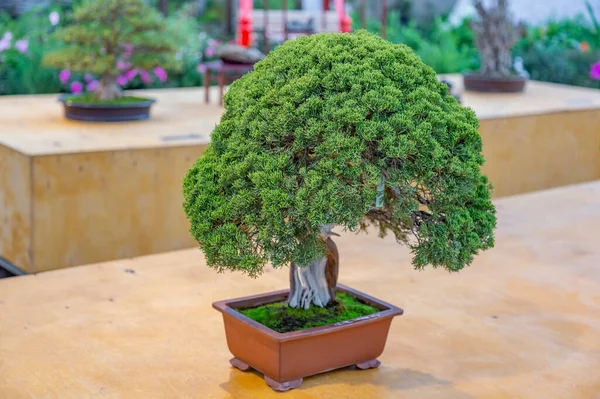 Planta Miniatura Cultivada Uma Bandeja Acordo Com Tradições Japonesas Bonsai — Fotografia de Stock