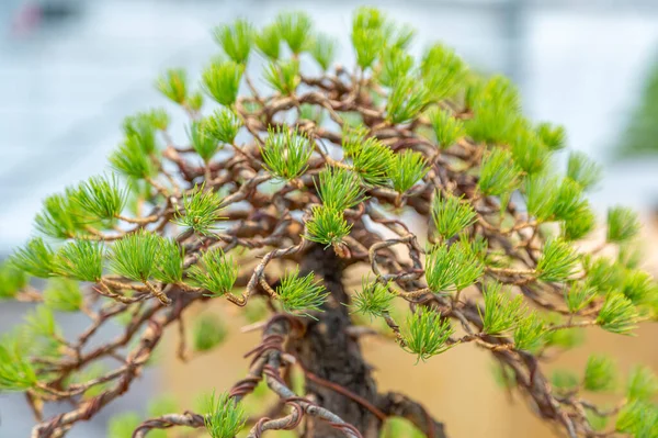 Miniature Plant Grown Tray According Japanese Bonsai Traditions — Stock Photo, Image