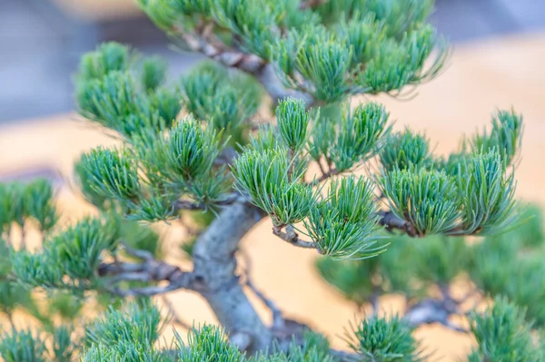 Miniature Plant Grown Tray According Japanese Bonsai Traditions — Stock Photo, Image