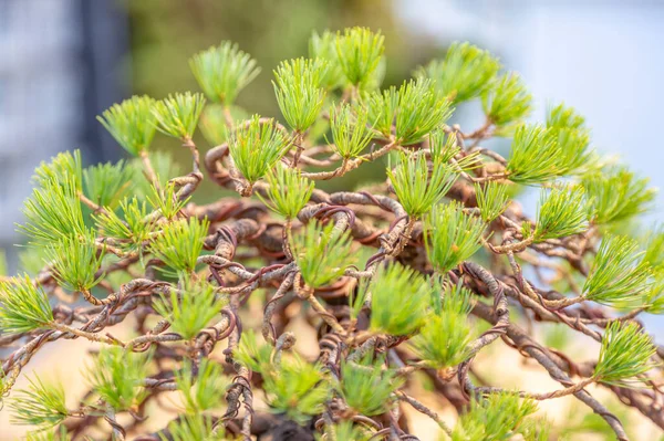 Planta Miniatura Cultivada Una Bandeja Según Las Tradiciones Bonsái Japonesas — Foto de Stock