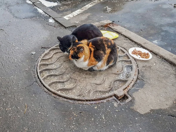 Mężczyzna Kobieta Koty Wygrzewać Kanalizacji Zimowej Ulicy — Zdjęcie stockowe