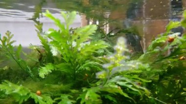 Ev akvaryumunda su altı bitkileri ve süs yosunları yavaş hareket ediyor.
