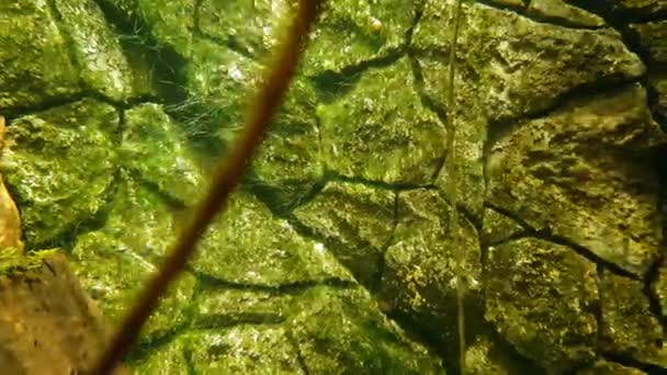 Movimiento Lento Plantas Submarinas Algas Ornamentales Acuario Casero — Vídeos de Stock