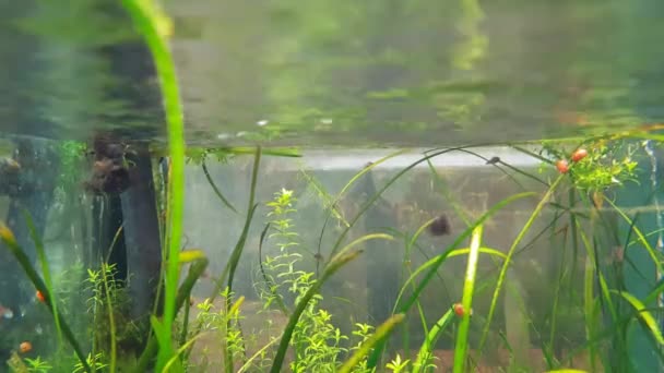 ホーム水族館での水中植物や観賞藻類の遅い動き — ストック動画