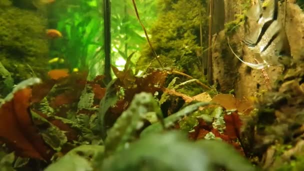 Slow Motion Underwater Plants Ornamental Algae Fish Home Aquarium — Vídeos de Stock