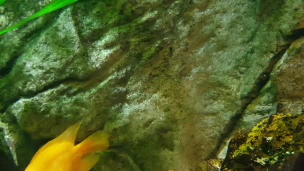 Zeitlupe Von Unterwasserpflanzen Zieralgen Und Fischen Heimischen Aquarium — Stockvideo