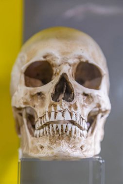 Zelenogradsk, Rusya - 16 Ocak 2021: Kurukafalar ve İskeletler Müzesi 'nin orijinal sergilerinden biri