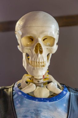 Zelenogradsk, Rusya - 16 Ocak 2021: Kurukafalar ve İskeletler Müzesi 'nin orijinal sergilerinden biri