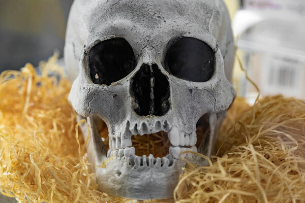 Зеленоградск, Россия - 16 января 2021 года: Одна из оригинальных экспозиций Музея черепов и скелетов