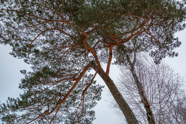Wieloletnie Drzewo Zamarzniętą Korą Gałęziami Zimowym Parku Miejskim — Zdjęcie stockowe