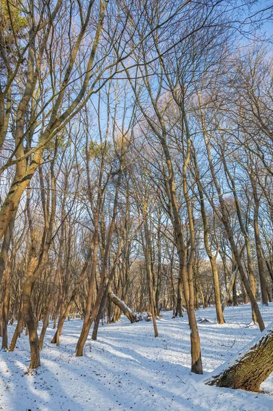 Árvore Perene Com Casca Congelada Ramos Parque Cidade Inverno — Fotografia de Stock