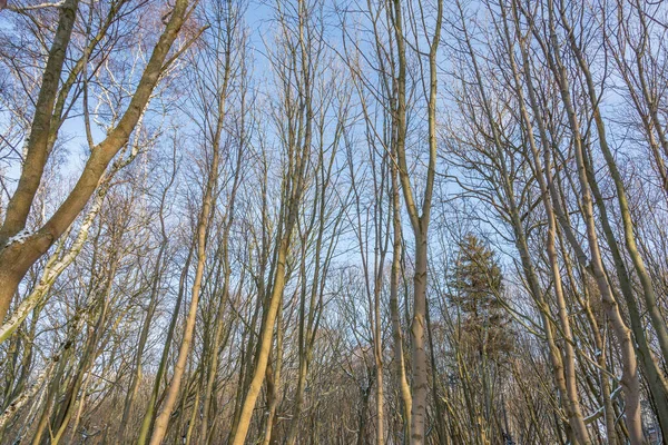 Kış Parkında Donmuş Ağaç Kabuğu Dalları Olan Daimi Ağaç — Stok fotoğraf