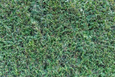 Kıraç ve karlı, donmuş, yemyeşil çalıların desenli yüzeyi.