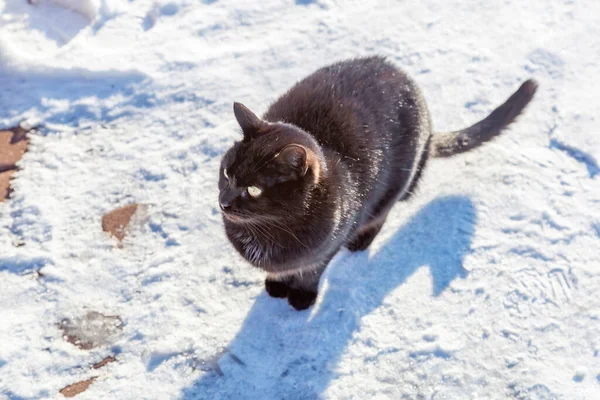 Karlı Bir Sokakta Kalın Kürklü Evsiz Siyah Bir Kedi — Stok fotoğraf