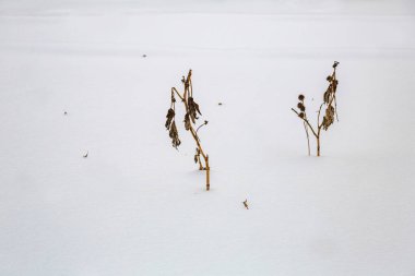 Şiddetli kar yağışından sonra, her yıl çalılık